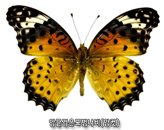 암끝검은표범나비(암컷)