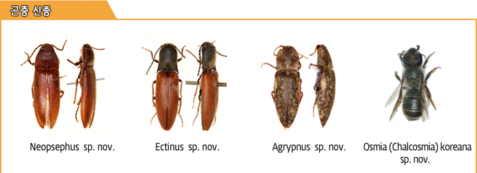 곤충신종- Neopsephus sp. nov., Ectinus sp. nov., Agrypnus sp. nov., Osmia(Chlcosmia) koreana sp. nov