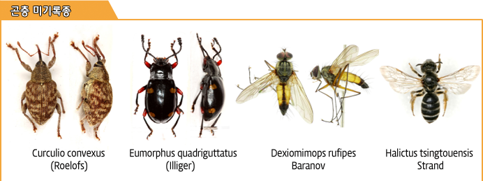 곤충미기록종- Curculio convexus(Roelofs), Eumorphus quadriguttatus(llliger), Dexiomimops rufipes Baranov, Halictus tsingtouensis Strand