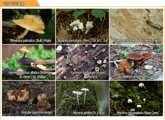 버섯미기록종 - Rhodotus palmatus  (Bull.) Maire
, Sebacina incrustans  (Pers.) Tul. et C. Tul.,Cinereomyces lindbladii (Berk.) Jülich, Hymenoscyphus albidus (Robergeex Desm.) W. Phillips, Lachnum barbatum (Kunze) , Boletus umbriniporus Hongo , Inocybe quercina Hongo , Mycena aetites (Fr.) Quél., Mycena corynephora Maas Geest. 