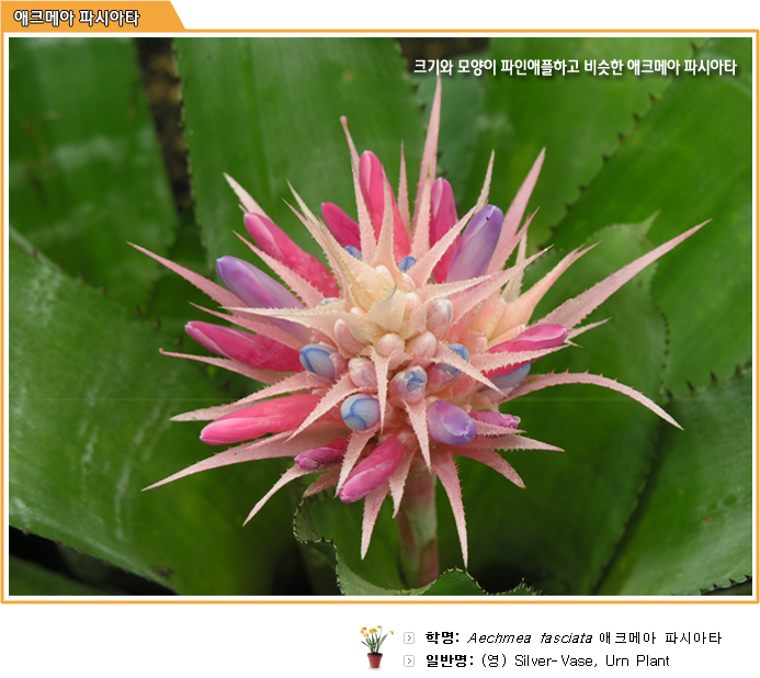 크기와 모양이 파인애플하고 비슷한 애크메아 파시아타

학명: Aechmea fasciata 애크메아 파스시아타
일반명: (영) Silver-Vase, Urn Plant
