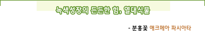 녹색성장의 든든한 힘,  열대식물- 분홍꽃 애크메아 파시아타