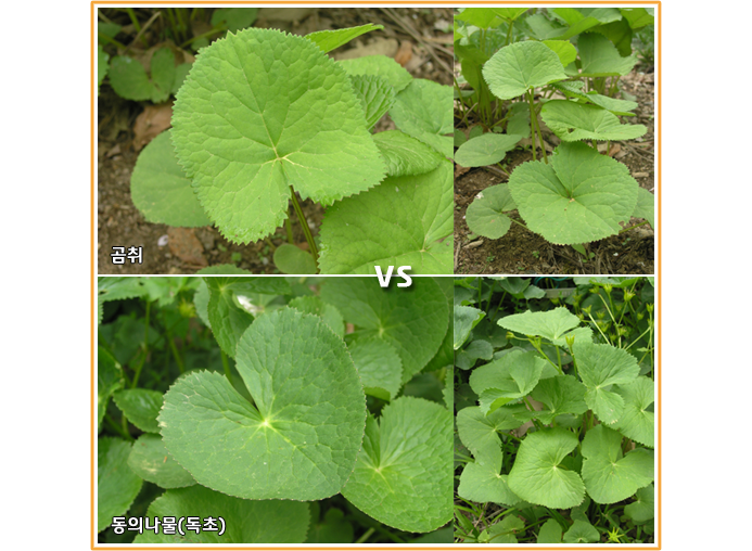 곰취 VS 동의나물(독초)