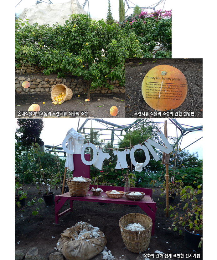 온대식물바이오돔의 오렌지류 식물의 조성, 오렌지류 식물의 조성에 관한 설명판, 목화에 관해 쉽게 표현한 전시기법