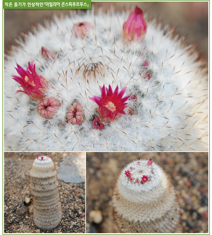 작은 돌기가 인상적인「마밀리아 콘스피푸르푸스」
 학명 : Mammillaria conspipurpus 마밀라리아 콘스피푸르푸스 (Cactaceae 선인장과)
 일반명 : (영) Nipple cactus, fishhook cactus, pincushion