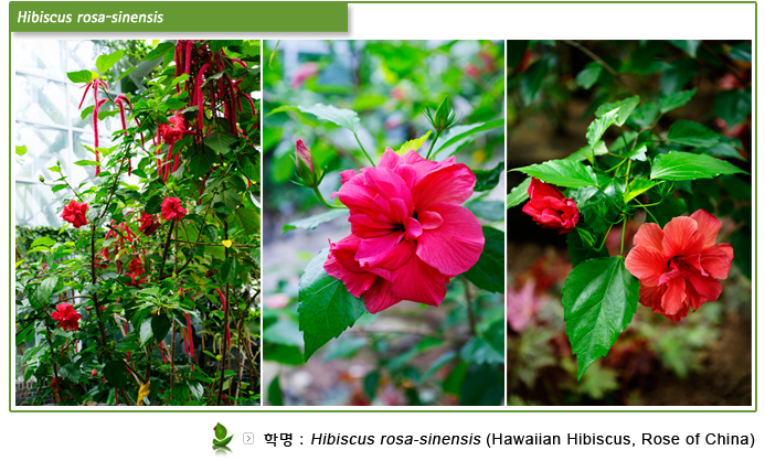 Hibiscus rosa-sinensis 
학명:Hibiscus rosa-sinensis (Hawaiian Hibiscus, Rose of China) 
