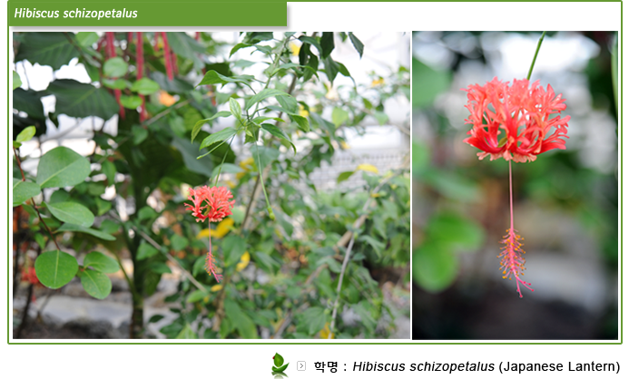 Hibiscus schizopetalus 
학명:Hibiscus schizopetalus (Japanese Lantern) 
