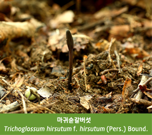 마귀숟갈버섯 Trichoglossum hirsutum f. hirsutum (Pers.) Bound.