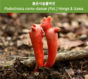 붉은사슴뿔버섯 Podostroma cornu-damae (Pat.) Hongo & Izawa