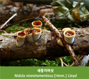 새둥지버섯 Nidula niveotomentosa (Henn.) Lloyd