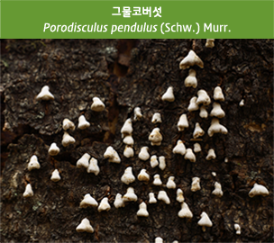 그물코버섯 Porodisculus pendulus (Schw.) Murr.