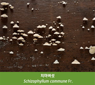 치마버섯
 Schizophyllum commune Fr.