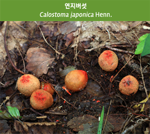 연지버섯
Calostoma japonica Henn.