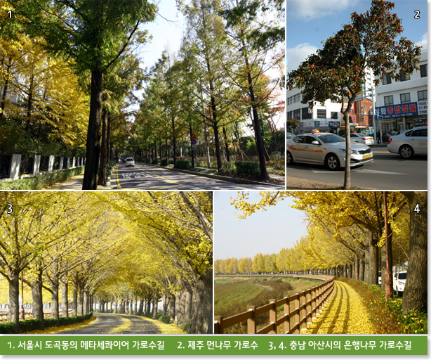 1. 서울시 도곡동의 메타세콰이어 가로수길     2. 제주 먼나무 가로수    3, 4. 충남 아산시의 은행나무 가로수길