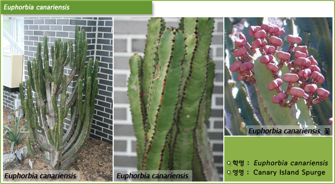 Euphorbia canariensis -  Euphorbia canariensis, Euphorbia canariensis, Euphorbia canariensis  꽃,  학명 : Euphorbia canariensis, 영명 :  Canary Island Spurge