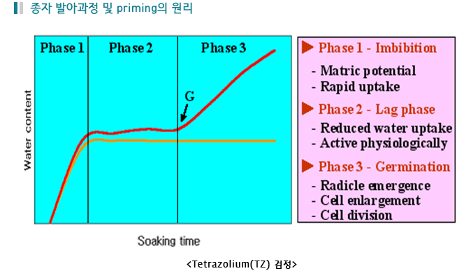 종자 발아과정 및 priming의 원리

Phase1 - Imbibition
- Matric potential
- Rapid uptake

Phase2 - Lagphase
- Reduced water uptake
- Active physiologically

phase3 - Germination
- Radicle em er gence
- Cell enlar gement
- Cell division 

‹Tetrazolium(TZ)› 검정
