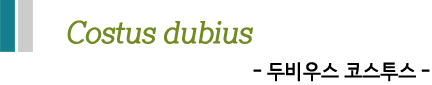 Costus dubius  -두비우스 코스투스-