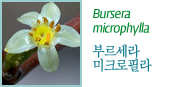 Bursera microphylla 부르세라미크로필라