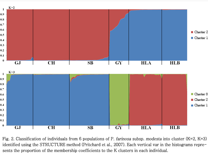 Fig 2.Classification of individuals from 6 populations of P. farinosa subsp. modesta into cluster(K=2, K=3) indentified using the STRUCTURE method(Pritchard et al.,2007). Each vertical var in the histograms represents the proportion of the membership cofficients to the K clusters in each individual.