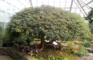 돈나무(돈나무과) Pittosporum tobira (Thunb.) W.T.Aiton