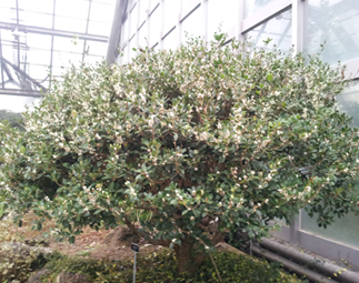 구골나무(물푸레나무과) Osmanthus heterophyllus (G.Don) P.S.Green, Oleaceae