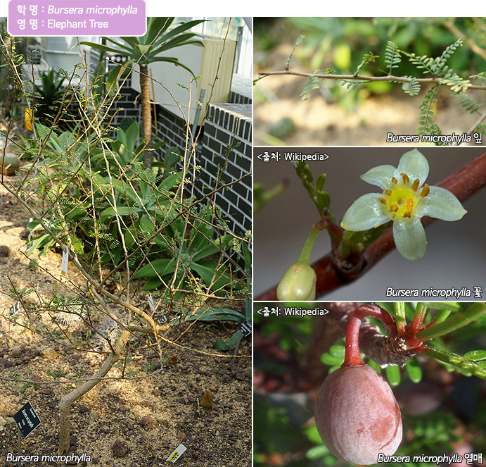 학명 : Bursera microphyla 영명 : Elephant Tree, Bursera microphyla, Bursera microphyla 잎,> 출처 :  Wikipedia < Bursera microphyla 꽃, >출처 :  Wikipedia < Bursera microphyla 열매