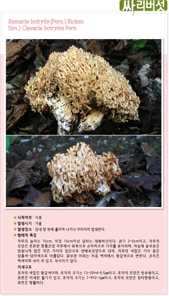 아교버섯 Merulius tremellosus Schrad.
                                            식독여부 : 식용 
                                            발생시기 : 가을
                                            발생장소 : 임내 땅 위에 흩어져 나거나 무리지어 발생한다. 
                                            형태적 특징 : 자루의 높이는 15cm, 직경 15cm이상 달하는 대형버섯이다. 굵기 3~5cm이고, 자루의 모양은 튼튼한 원통모양 자루에서 위쪽으로 순차적으로 가지를 분지하며,
                                            자실체 끝부분은 엄청나게 많은 작은 가지의 집단으로 양배추모양으로 되며, 자루의 색깔은 가지 끝은 담홍색~담자색으로 아름답다. 끝부분 이외는 처음 백색에서 황갈색으로 변한다.
                                            조직은 백색이며 속이 차 있고, 부서지기 쉽다.
                                            미세구조 : 포자의 색깔은 황갈색이며, 포자의 크기는 13~20×4~5.5㎛이고, 포자의 모양은 방추형이고, 표면은 미세한 돌기가 있고, 포자의 크기는 7~9×2~3㎛이고,
                                            포자의 모양은 장타원형이고, 표면은 평활하다.