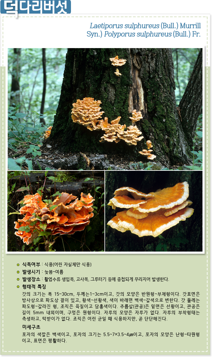 덕다리버섯 Laetiporus sulphureus (Bull.) Murrill Syn.) Polyporus sulphureus (Bull.) Fr.
                                            식독여부 : 식용(어린 자실체만 식용)
                                            
                                            발생시기 : 늦봄~여름
                                            
                                            발생장소 : 활엽수류 생입목, 고사목, 그루터기 등에 중첩되게 무리지어 발생한다.
                                            
                                            형태적 특징 : 갓의 크기는 폭 15~30cm, 두께는1~3cm이고, 갓의 모양은 반원형~부채형이다. 갓표면은 방사상으로 파도상 결이 있고,
                                            황색~선황색, 색이 바래면 백색~갈색으로 변한다. 갓 둘레는 파도형~갈라진 형, 조직은 육질이고 담홍색이다. 주름살(관공)은 밑면은 선황이고,
                                            관공은 길이 5mm 내외이며, 구멍은 원형이다. 자루의 모양은 자루가 없다. 자루의 부착형태는 측생하고, 턱받이가 없다. 조직은 어린 균일 때 식용하지만, 곧 단단해진다.
                                            
                                            미세구조 : 포자의 색깔은 백색이고, 포자의 크기는 5.5~7×3.5~4㎛이고, 포자의 모양은 난형~타원형 이고, 표면은 평활하다.