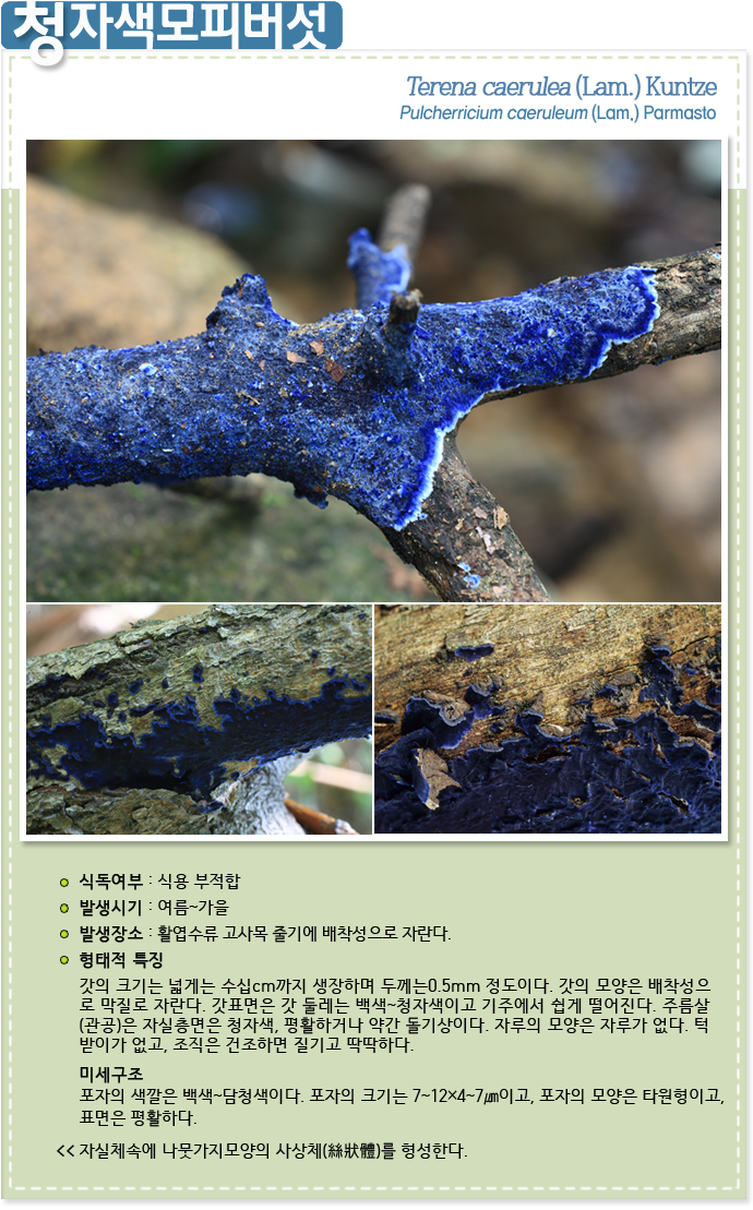 청자색모피버섯 Terena caerulea (Lam.) Kuntze Pulcherricium caeruleum (Lam.) Parmasto 
식독여부 : 식용부적합

발생시기 : 여름 ~ 가을

발생장소 : 활엽수의 고사목 줄기에 배착성으로 자란다.

형태적특징 : 갓의 크기는 넓게는 수십cm까지 생장하며 두께는0.5mm 정도이다. 갓의 모양은 배착성으
로 막질로 자란다. 갓표면은 갓 둘레는 백색~청자색이고 기주에서 쉽게 떨어진다. 주름살
(관공)은 자실층면은 청자색, 평활하거나 약간 돌기상이다. 자루의 모양은 자루가 없다. 턱
받이가 없고, 조직은 건조하면 질기고 딱딱하다.

미세구조 : 포자의 색깔은 백색~담청색이다. 포자의 크기는 7~12×4~7㎛이고, 포자의 모양은 타원형이고, 
표면은 평활하다.

* 자실체속에 나뭇가지모양의 사상체(絲狀體)를 형성한다.
                                        