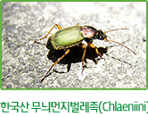 한국산 무늬먼지벌레족(Chlaeniini)