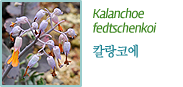 Kalanchoe 
fedtschenkoi 칼랑코에