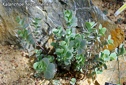 Kalanchoe fedtschenkoi 