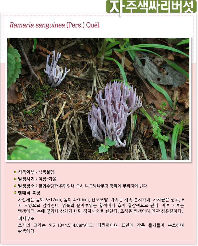 자주색싸리버섯 Ramaria sanguinea(Pers.)Quel. 
                    
식독여부 : 식독불명

발생시기 : 여름~가을

발생장소 : 활엽수림과 혼합림내 특히 너도밤나무림 땅위에 무리지어 난다.

형태적 특징 : 자실체는 높이 6~12cm, 높이 4~10cm, 산호모양. 가지는 계속 분지하며, 가지끝은 짧고, V자 모양으로 갈라진다. 위쪽의 분지부위는 황색이나 후에 황갈색으로 된다. 자루 기부는 백색이고, 손에 닿거나 상처가 나면 적자색으로 변한다. 조직은 백색이며 연한 섬유질이다.

미세구조 : 포자의 크기는 9.5~10×4.5~4.8μm이고, 타원형이며 표면에 작은 돌기들이 분포하며 황색이다.