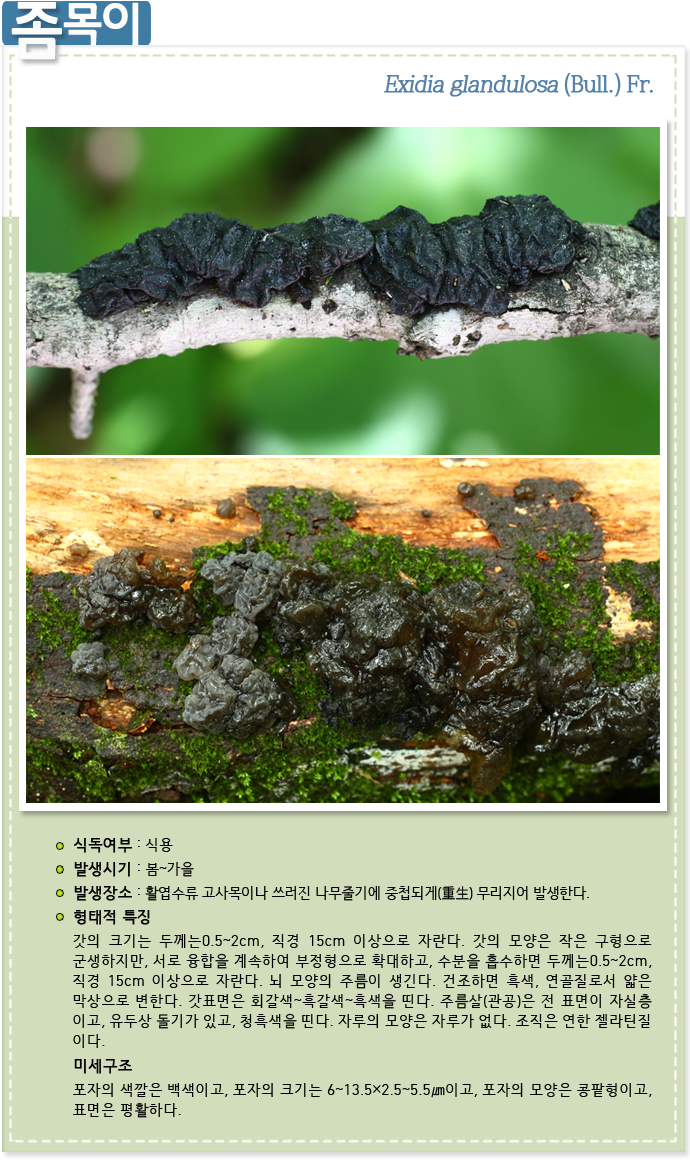 좀목이 Exidia glandulosa (Bull.) Fr.
                    
식독여부 : 식용

발생시기 : 봄~가을

발생장소 : 활엽수류 고사목이나 쓰러진 나무줄기에 중첩되게(重生) 무리지어 발생한다.

형태적 특징 :갓의 크기는 두께는0.5~2cm, 직경 15cm 이상으로 자란다. 갓의 모양은 작은 구형으로 군생하지만, 서로 융합을 계속하여 부정형으로 확대하고, 수분을 흡수하면 두께는0.5~2cm, 직경 15cm 이상으로 자란다. 뇌 모양의 주름이 생긴다. 건조하면 흑색, 연골질로서 얇은 막상으로 변한다. 갓표면은 회갈색~흑갈색~흑색을 띤다. 주름살(관공)은 전 표면이 자실층 이고, 유두상 돌기가 있고, 청흑색을 띤다. 자루의 모양은 자루가 없다. 조직은 연한 젤라틴질 이다.

미세구조: 포자의 색깔은 백색이고, 포자의 크기는 6~13.5×2.5~5.5㎛이고, 포자의 모양은 콩팥형이고, 표면은 평활하다.