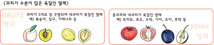 
<과피가 수분이 많은 육질인 열매> 

DRUPE 핵과 : 과피가 3개로 잘 구별되며 내과피가 목질인 열매 예) 복숭아, 살구, 가래나무 등

BERRY 장과 : 중과피와 내과피가 육질인 열매 예) 토마토,포도,수박,가지, 오이, 호박등