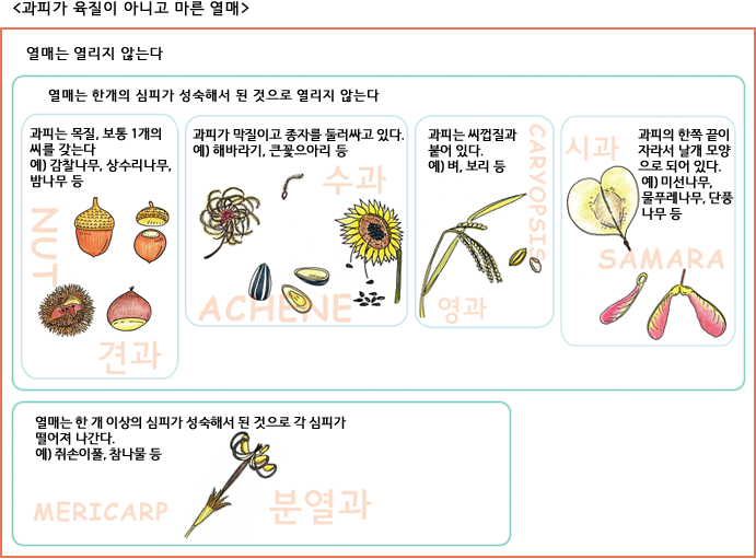 
<과피가 육질이 아니고 마른 열매 >

NUT 견과 : 과피는 목질, 보통 1개의 씨를 갖는다. 예) 감찰나무, 상수리나무, 밤나무등

ACHENE 수과 : 과피가 막질이고 종자를 둘러싸고 있다. 예) 해바라기, 큰꽃으아리등

CARYOPSIS 영과 : 과피는 씨껍질과 붙어 있다. 예) 벼, 보리 등

SAMARA 시과 : 과피의 한쪽 끝이 자라서 날개 모양으로 되어있다 예) 미선나무, 물푸레나무, 단풍나무 등 

MERICARP 분열과 : 열매는 한 개 이상의 심피가 성숙해서 된 것으로 각 심피가 떨어져 나간다. 예) 쥐손이풀, 참나물 등
                     