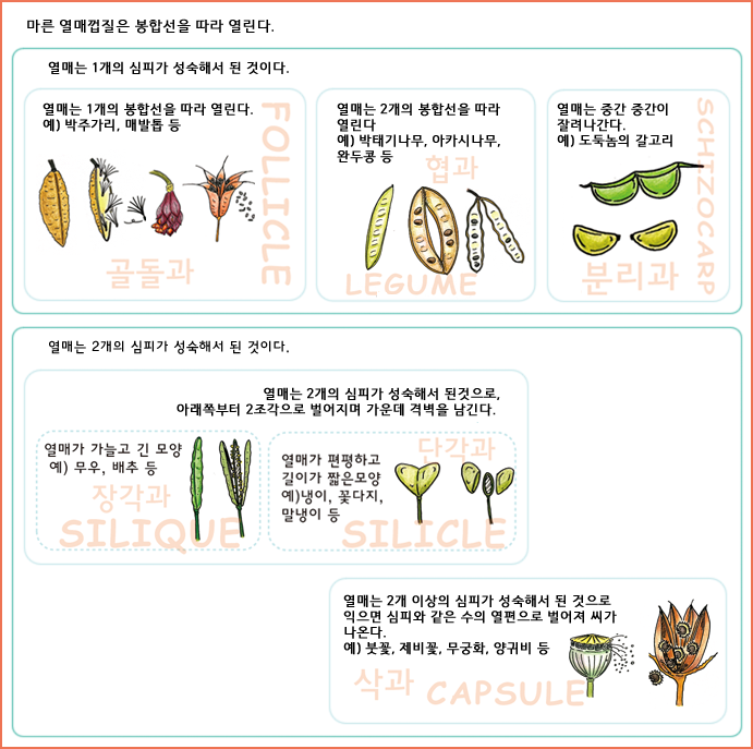 마른 열매껍질은 봉합선을 따라 열린다.
열매는 1개의 심피가 성숙해서 된 것이다. 

FOLLICLE 골돌과 : 열매는 1개의 봉합선을 따라 열린다. 예)박주가리,매발톱 등

LEGUME 협과 : 열매는 2개의 봉합선을 따라 열린다. 예) 박태기나무, 아카시나무, 완두콩 등

SCHIZOCARP 분리과 : 열매는 중간 중간이 잘려나간다. 예) 도둑놈의 갈고리                   
                   
열매는 2개의 심피가 성숙해서 된 것이다.
열매는 2개의 심피가 성숙해서 된것으로, 아래쪽부터 2조각으로 벌어지며 가운데 격벽을 남긴다.

SILIQUE 장각과 : 열매가 가늘고 긴 모양 예) 무우,배추 등

SILICLE 단각과 : 열매가 편평하고 길이가 짧은 모양 예) 냉이, 꽃다지, 말냉이 등

CAPSULE 삭과 : 열매는 2개 이상의 심피가 성숙해서 된 것으로 익으면 심피와 같은 수의 열편으로 벌어져 씨가 나온다. 예) 붓꽃, 제비꽃, 무궁화, 양귀비 등 