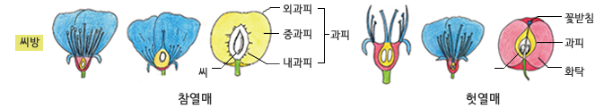 참열매 씨방,씨, 외과피,중과피,내과피를 과피라고 함 / 헛열매 꽃받침, 과피, 화탁으로 이루어짐