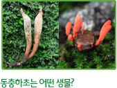 동충하초는 어떤 생물?