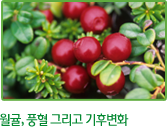 월귤, 풍혈 그리고 기후변화