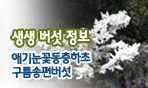 생생 버섯 정보. 애기눈꽃동충하초 구름송편버섯