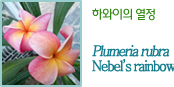 하와이의 열정, Plumeria rubra Nebel's rainbow