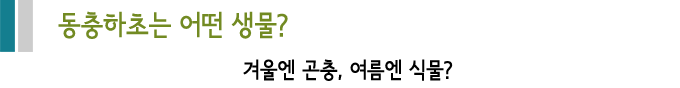 동충하초는 어떤 생물? 겨울엔 곤충, 여름엔 식물?