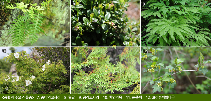 [풍혈지 주요 식물종]   7. 좀미역고사리    8. 월귤    9. 공작고사리    10. 흰인가목    11. 눈측백    12. 꼬리까치밥나무