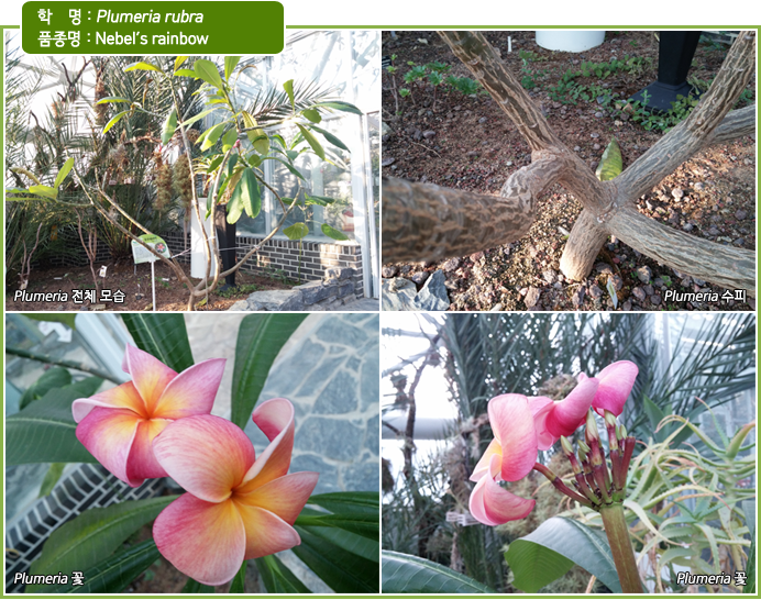 학    명 : Plumeria rubra
품종명 : Nebel's rainbow