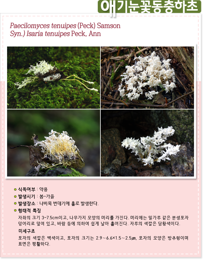 애기눈꽃동충하초. Paecilomyces tenuipes (Peck) Samson
Syn.) Isaria tenuipes Peck, Ann
                    
식독여부 : 약용

발생시기 : 봄~가을

발생장소 : 나비목 번데기에 홀로 발생한다.

형태적 특징:자좌의 크기 3~7.5cm이고, 나무가지 모양의 머리를 가진다. 머리에는 밀가루 같은 분생포자 덩어리로 덮여 있고, 바람 등에 의하여 쉽게 날아 흩어진다. 자루의 색깔은 담황색이다.

미세구조 : 포자의 색깔은 백색이고, 포자의 크기는 2.9∼6.6×1.5∼2.5㎛, 포자의 모양은 방추형이며 표면은 평활하다.
