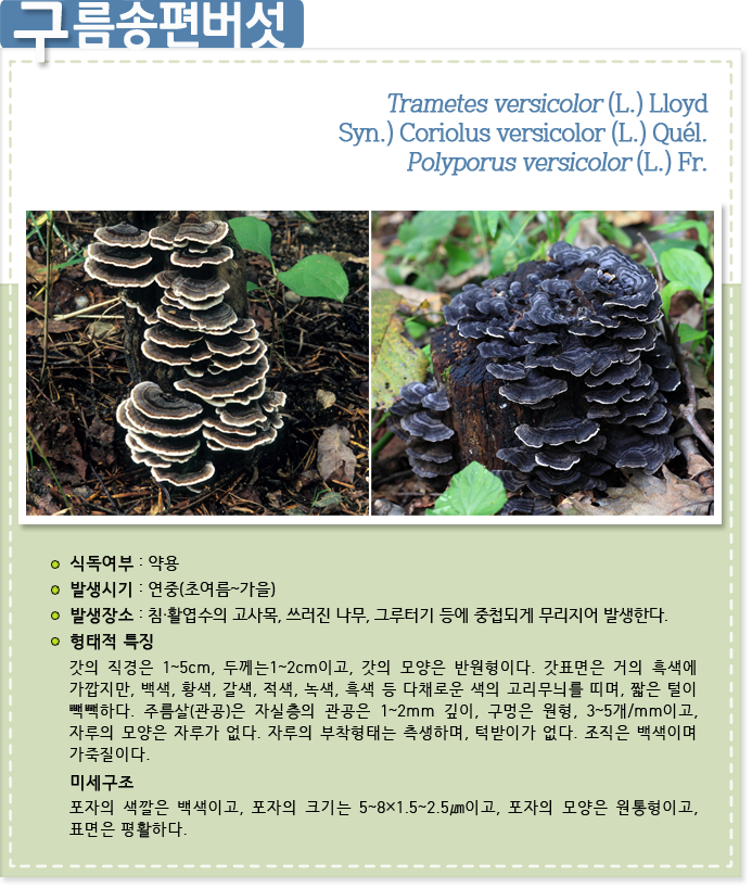 구름송편버섯. Trametes versicolor (L.) Lloyd
Syn.) Coriolus versicolor (L.) Quél.
Polyporus versicolor (L.) Fr.
                    
식독여부 : 약용

발생시기 : 연중(초여름~가을)

발생장소 : 침·활엽수의 고사목, 쓰러진 나무, 그루터기 등에 중첩되게 무리지어 발생한다.
   
형태적 특징 : 갓의 직경은 1~5cm, 두께는1~2cm이고, 갓의 모양은 반원형이다. 갓표면은 거의 흑색에 가깝지만, 백색, 황색, 갈색, 적색, 녹색, 흑색 등 다채로운 색의 고리무늬를 띠며, 짧은 털이 빽빽하다. 주름살(관공)은 자실층의 관공은 1~2mm 깊이, 구멍은 원형, 3~5개/mm이고, 자루의 모양은 자루가 없다. 자루의 부착형태는 측생하며, 턱받이가 없다. 조직은 백색이며 가죽질이다.
 
미세구조: 포자의 색깔은 백색이고, 포자의 크기는 5~8×1.5~2.5㎛이고, 포자의 모양은 원통형이고, 표면은 평활하다.

