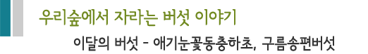 이달의 버섯 - 애기눈꽃동충하초, 구름송편버섯