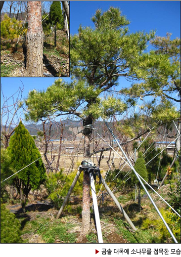 곰솔 대목에 소나무를 접목한 모습