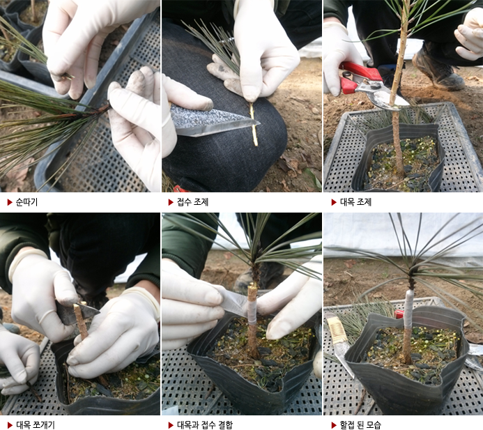 ▶ 순따기 ▶ 접수 조제 ▶ 대목 조제▶ 대목 쪼개기▶ 대목과 접수 결합 ▶ 할접 된 모습